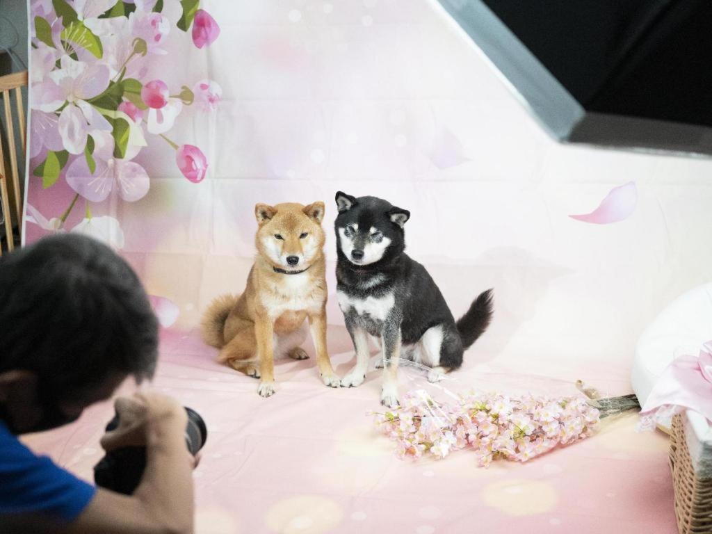 Izumigo Lake Hamanako Dog Paradise Hotel 滨松 外观 照片